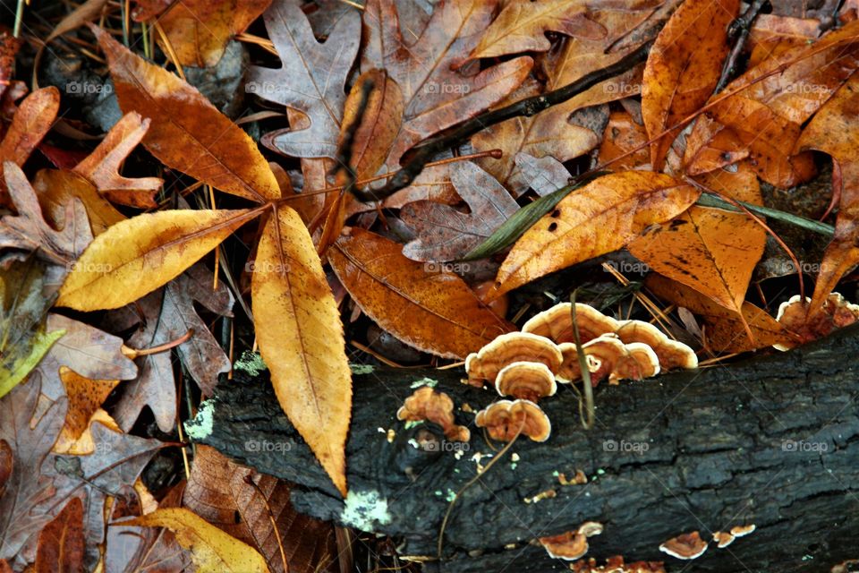 autumn ground with golden leaves and mushrooms.