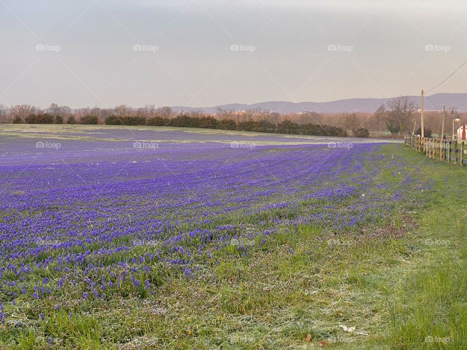 A field of grape hyacinth flowers