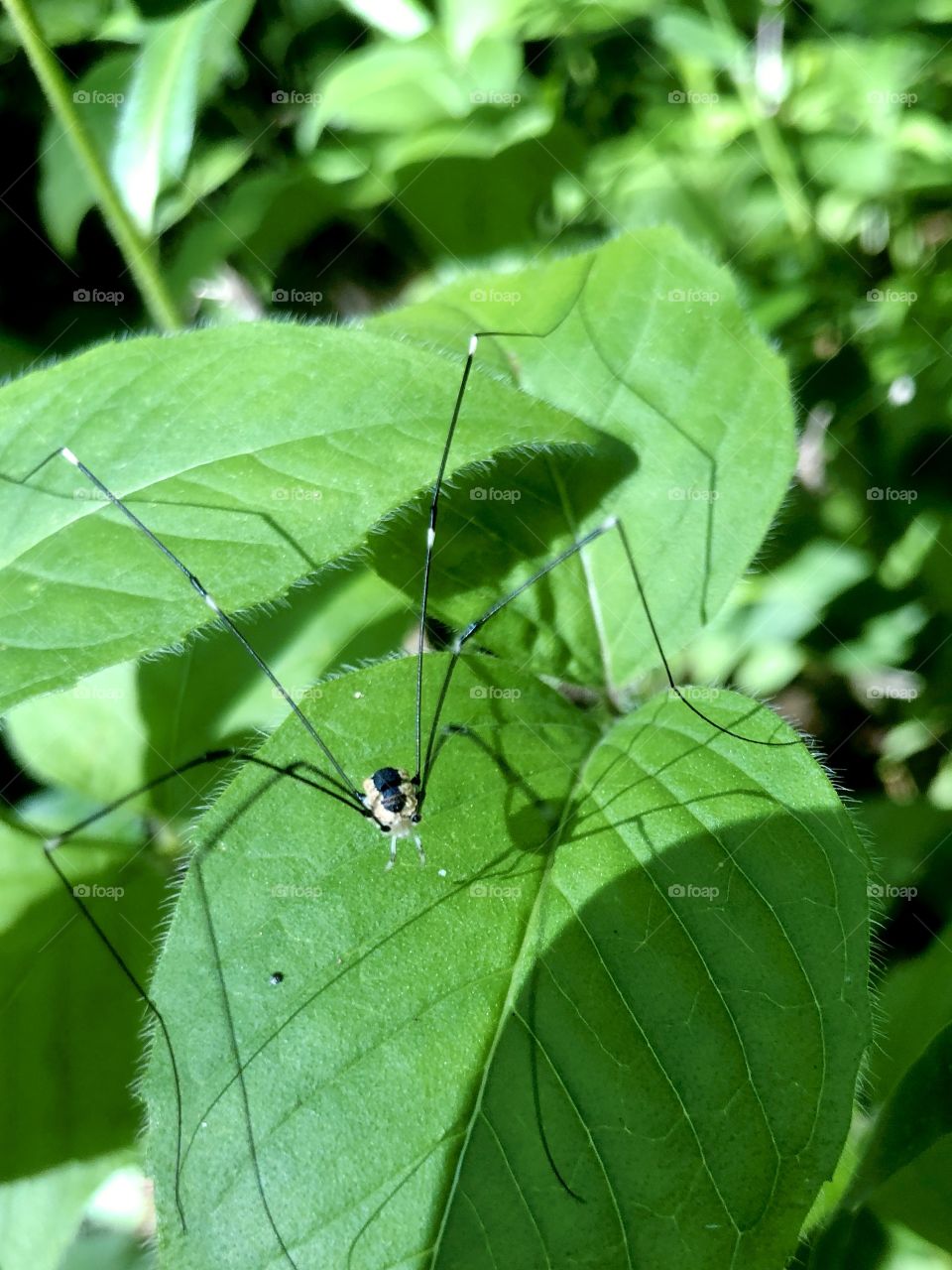 Longleg spider on green leaves 