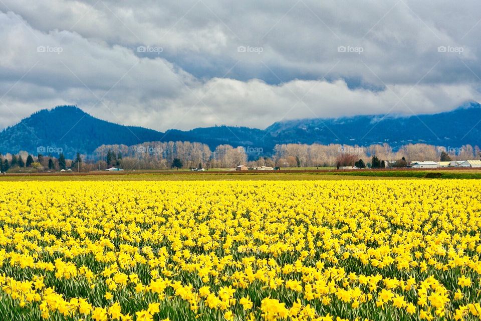 Daffodils in Spring