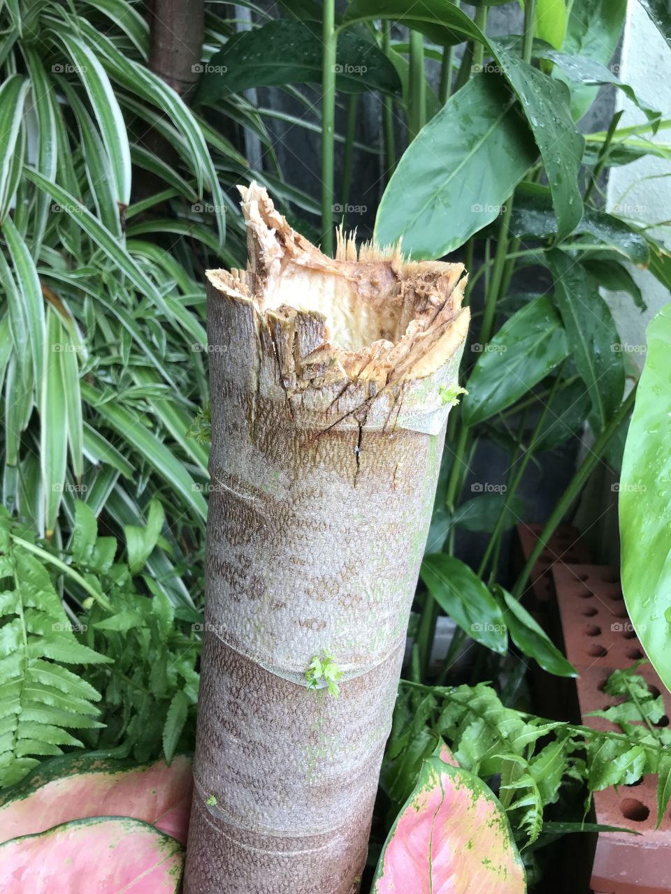 The tall papaya tree must be pruned. Giving way for a new tree to grow will undoubtedly result in a new look and some fresh fruits. 