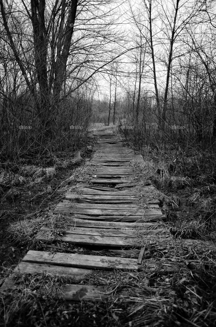 Abandoned Trail