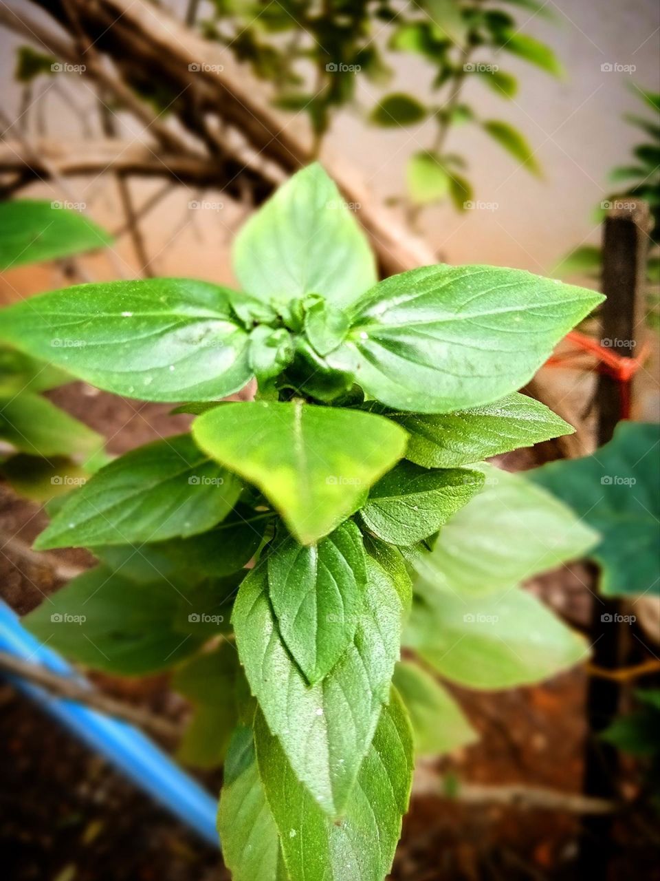 Un poco de albaca???