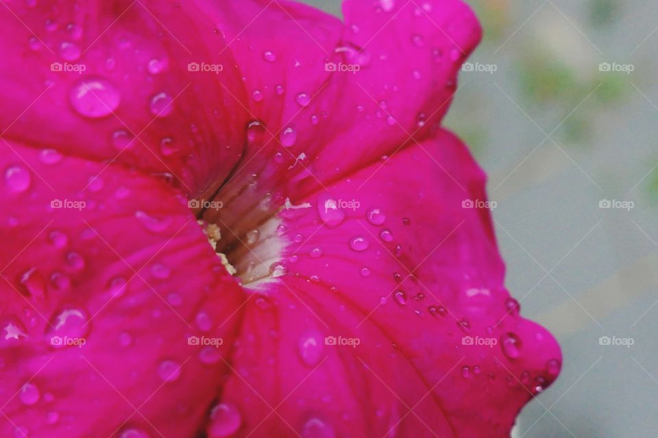 Aromatic and vibrant flowers, pink petunia