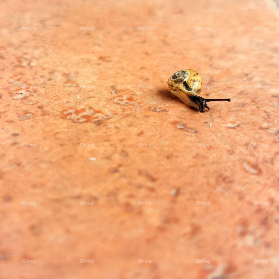 Tiny snail