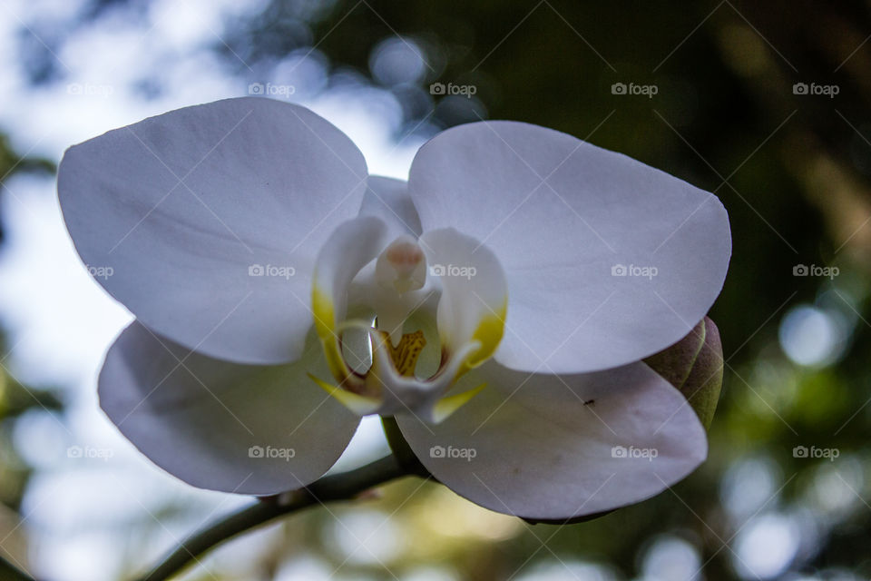 white orchid outside in full bloom