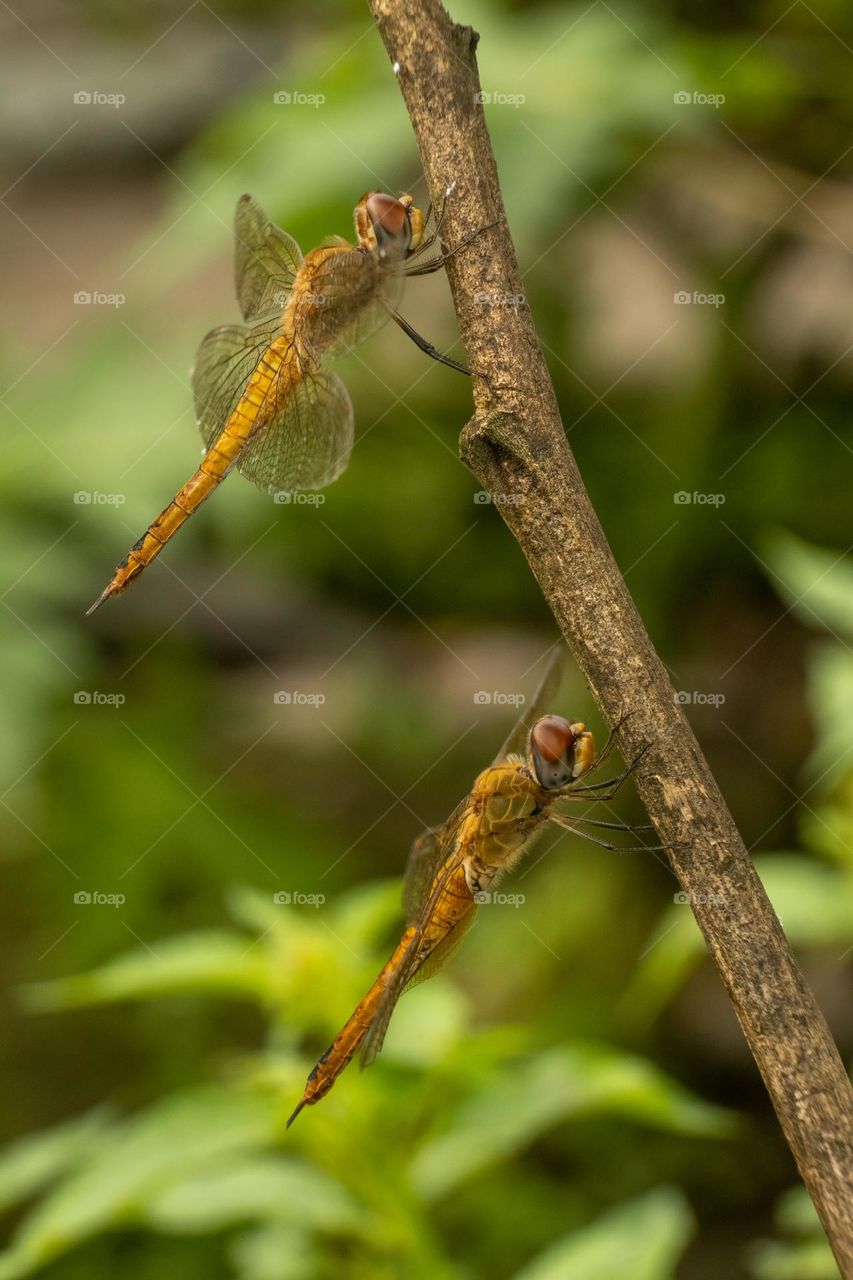 Close up photo of dragonfly on a tree branch