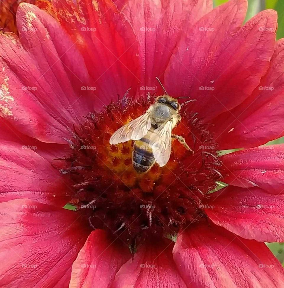 World in Macro - pollinating bee
