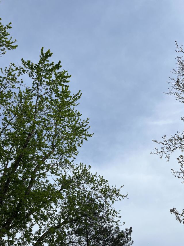 Tree up sky