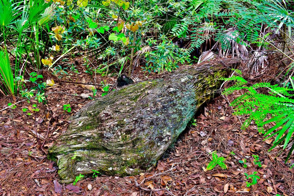Decomposing log