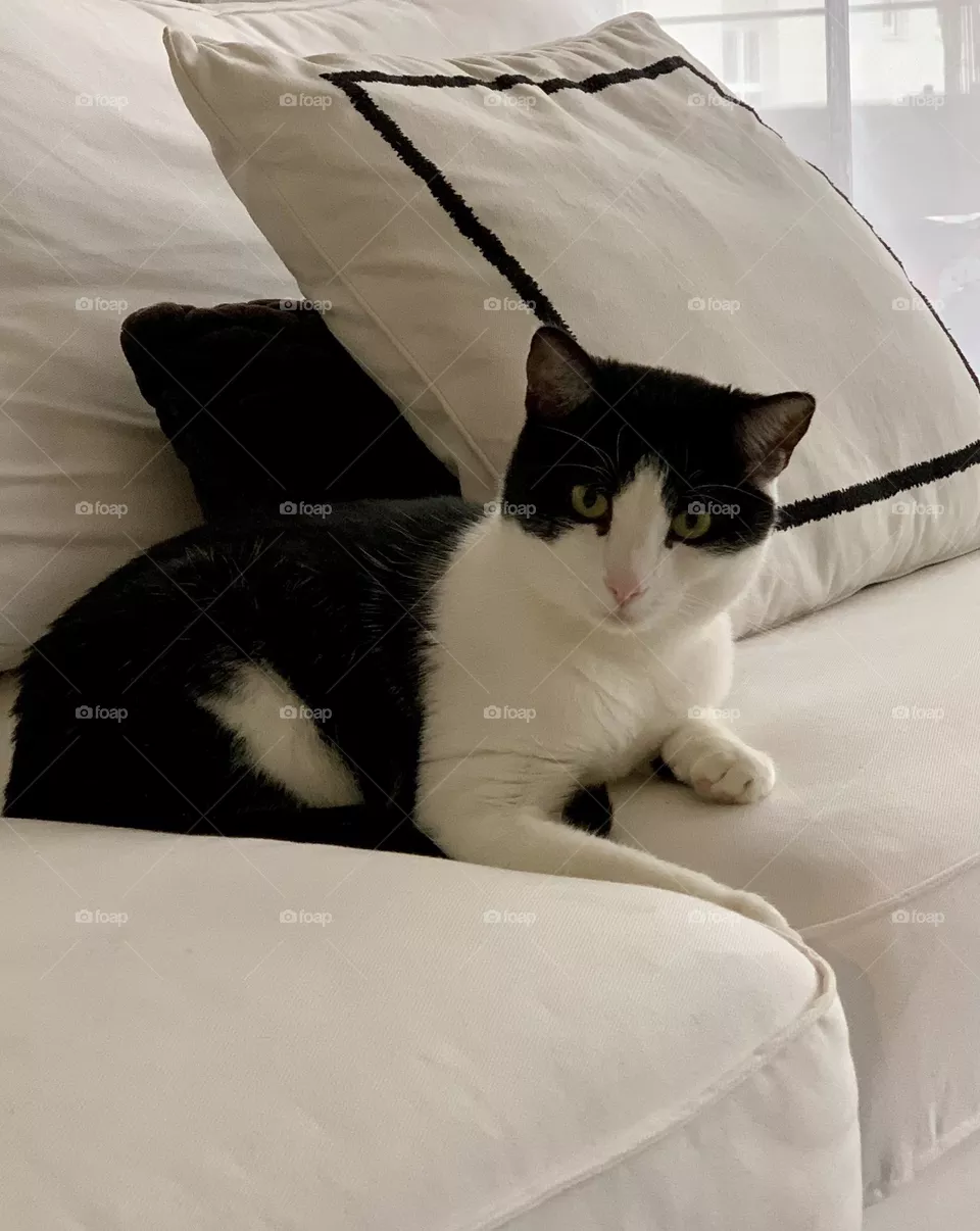 Black and white tuxedo European domestic sitting on white sofa with black and white cushions in the background looking at something with curiosity 