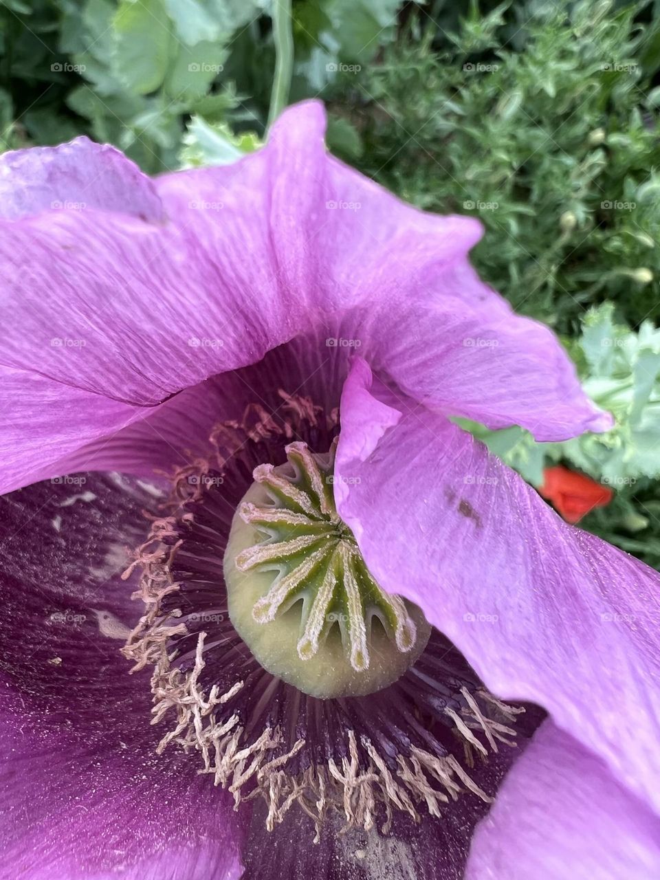 Poppy flower