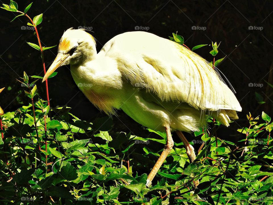 Egret in California