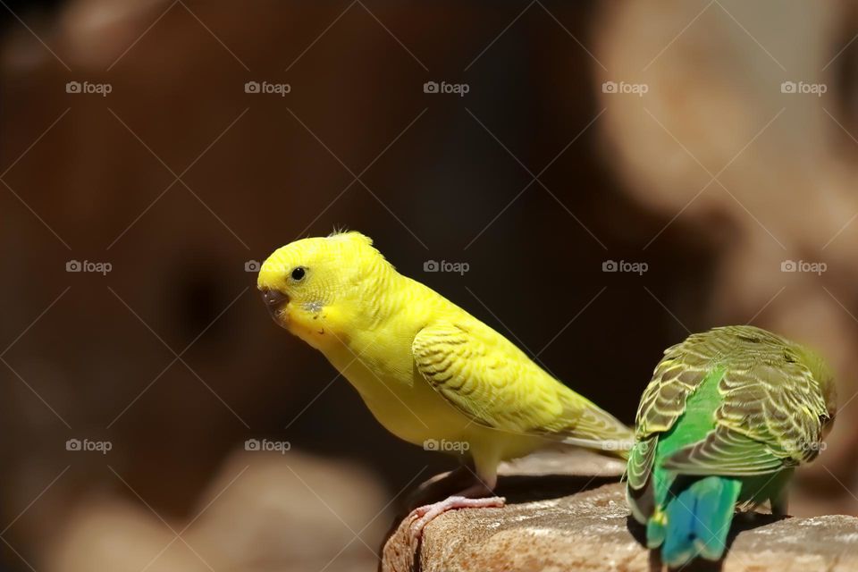 Small yellow parakeet on a wooden pole