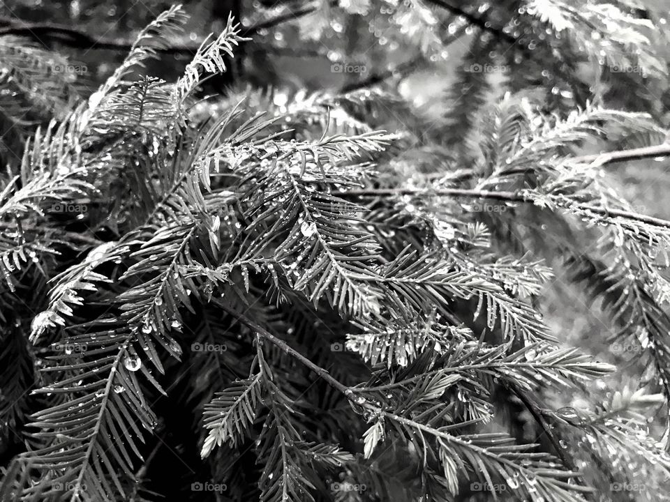 Beautiful cedar tree after a rain.