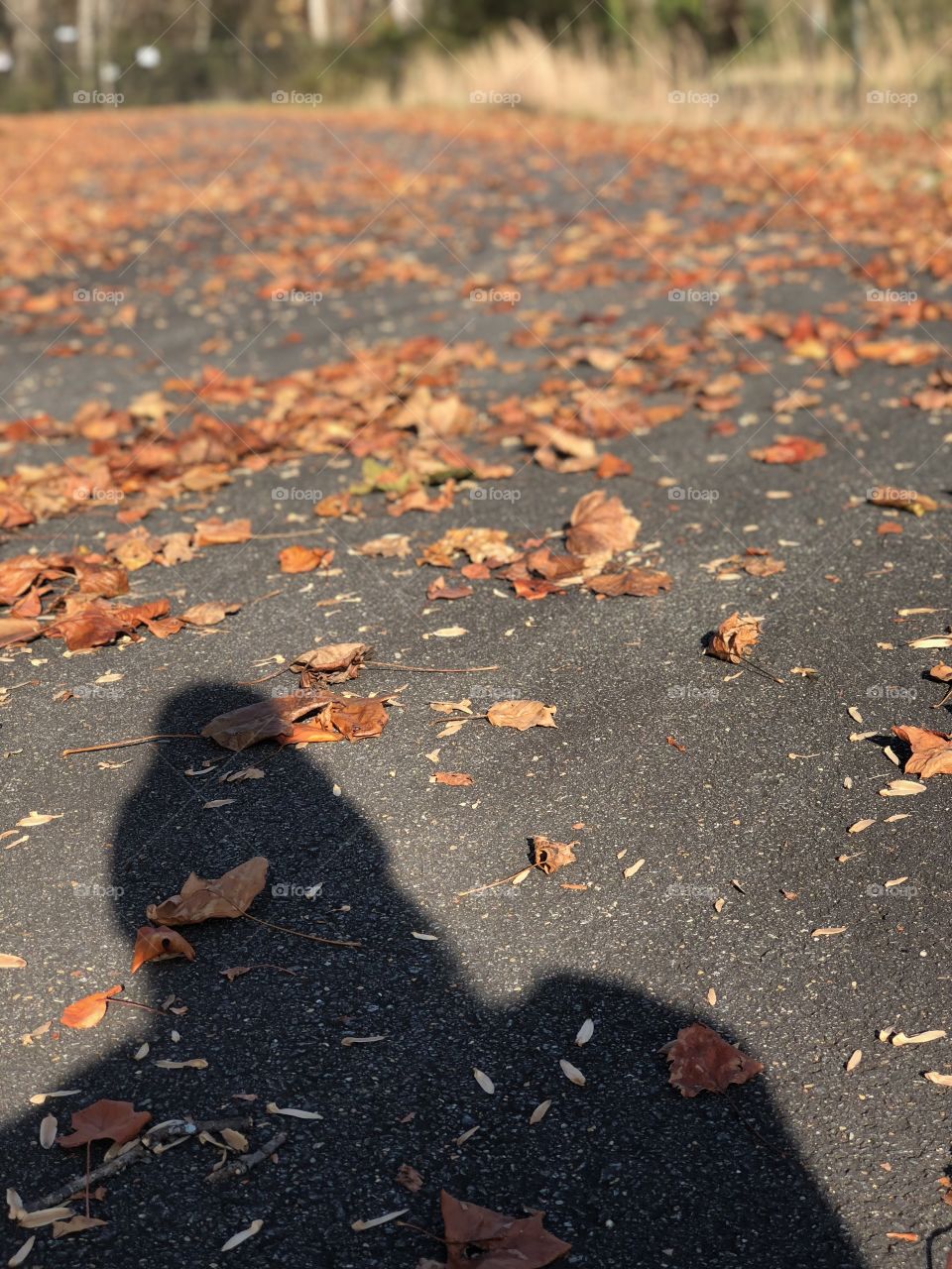 Leaves fallen on the pavement with a silhouette of a person
