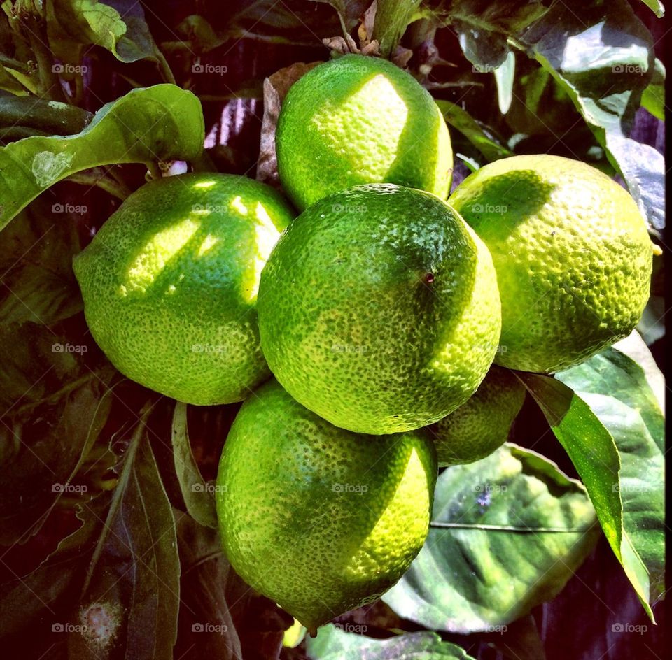 Lucky Limes