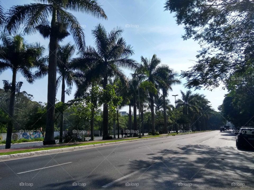 Avenida bonita com palmeiras em São Paulo, Brasil - Beautiful Avenue with palm trees in Sao Paulo, Brazil