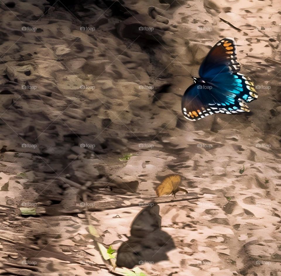 Red spotted admiral butterfly 