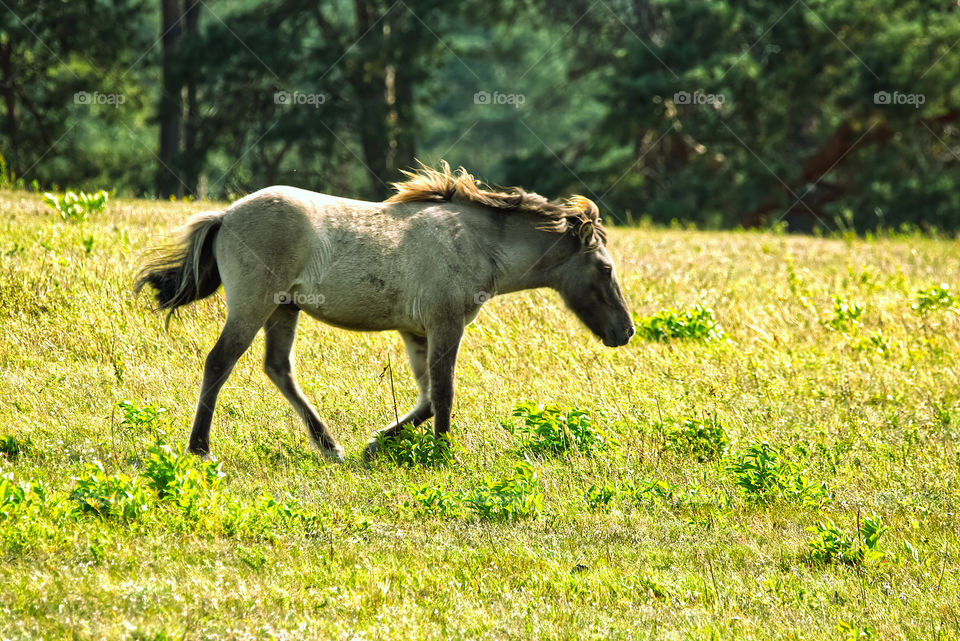 Wild horse