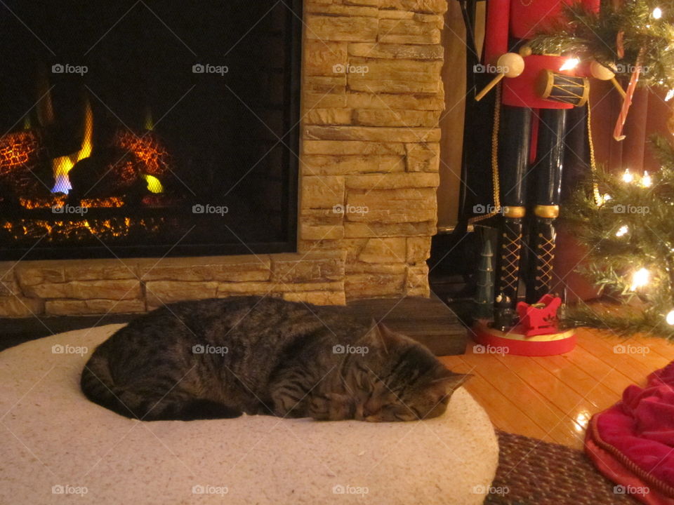 A beautiful, young kitten sleeping by the fireplace and Christmas tree as she waits excitingly for Christmas Day! 