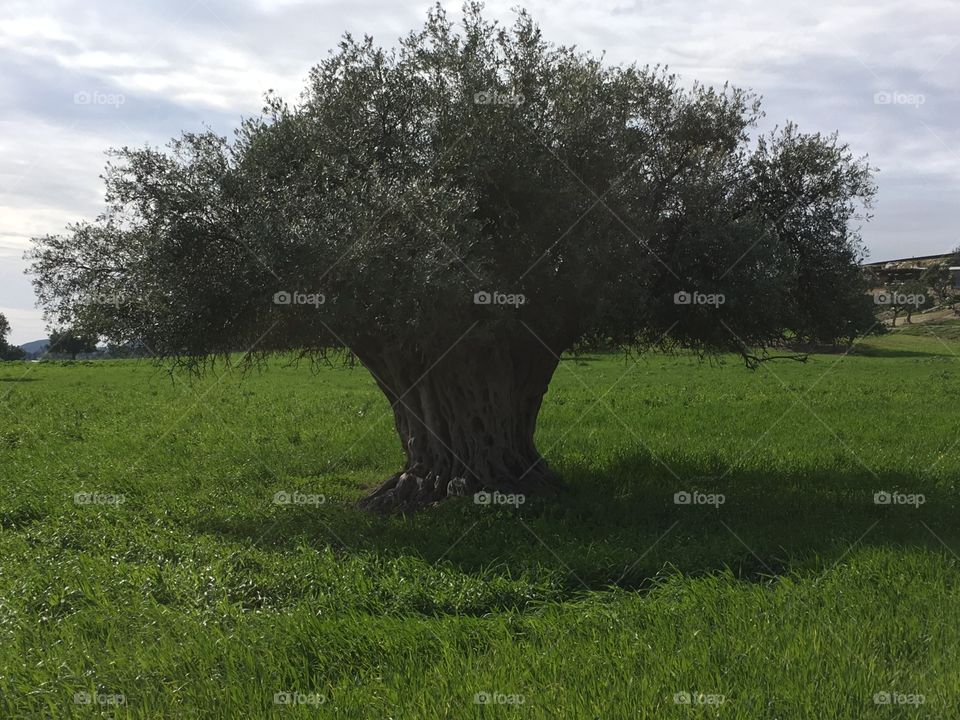 Olive tree in Cyprus