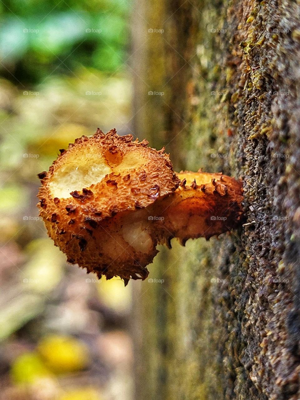 Mushroom is coming out of the tree