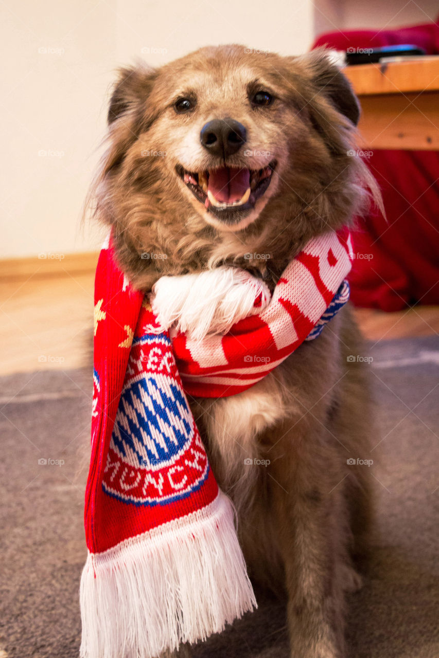 Fc bayern fan scarf