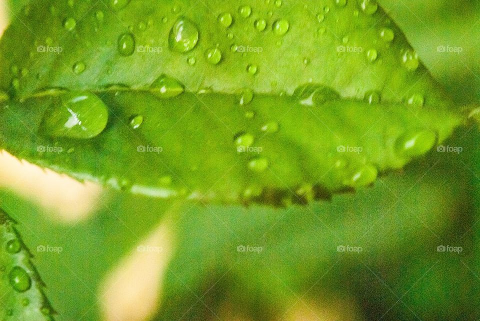 Beautiful macro shot 