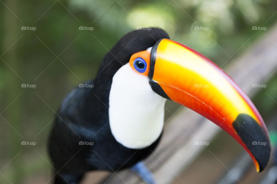 Hello, Brazil! Toco Toucan.