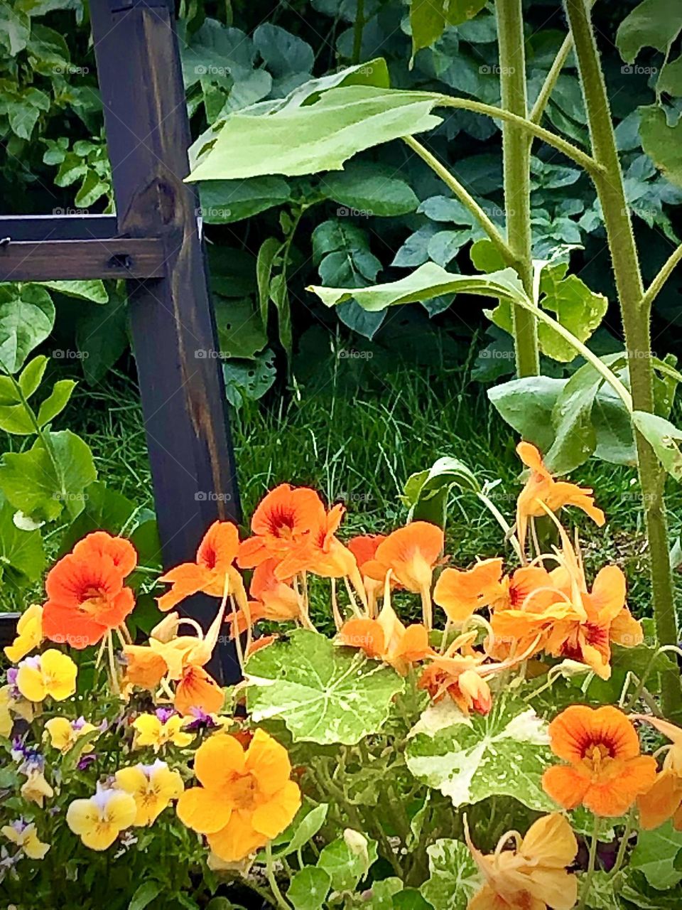 Nasturtiums