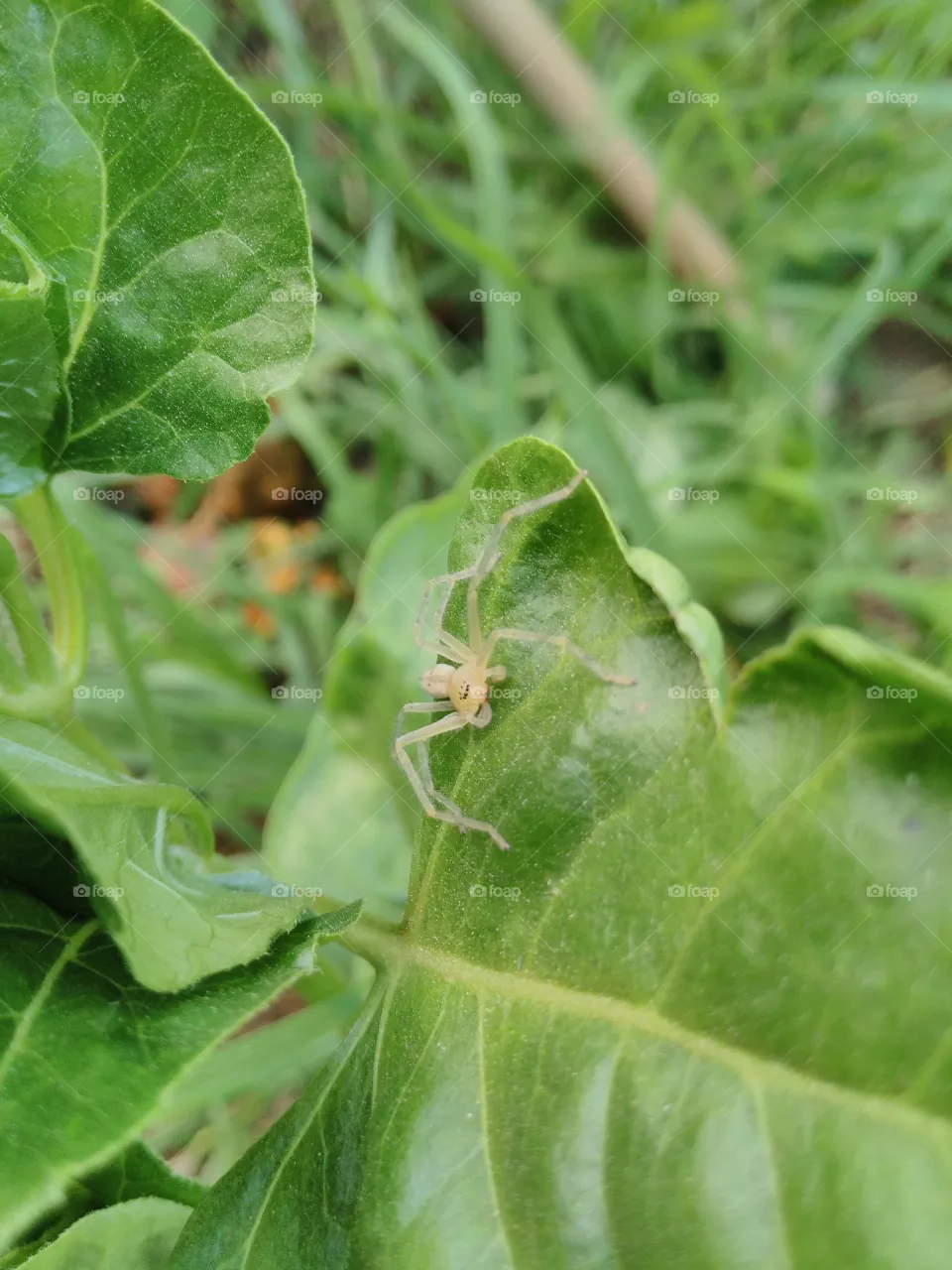 leaf