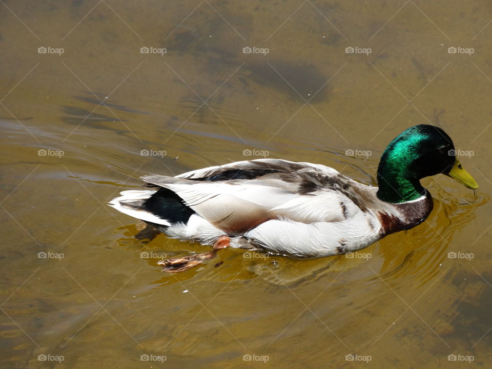 duck 