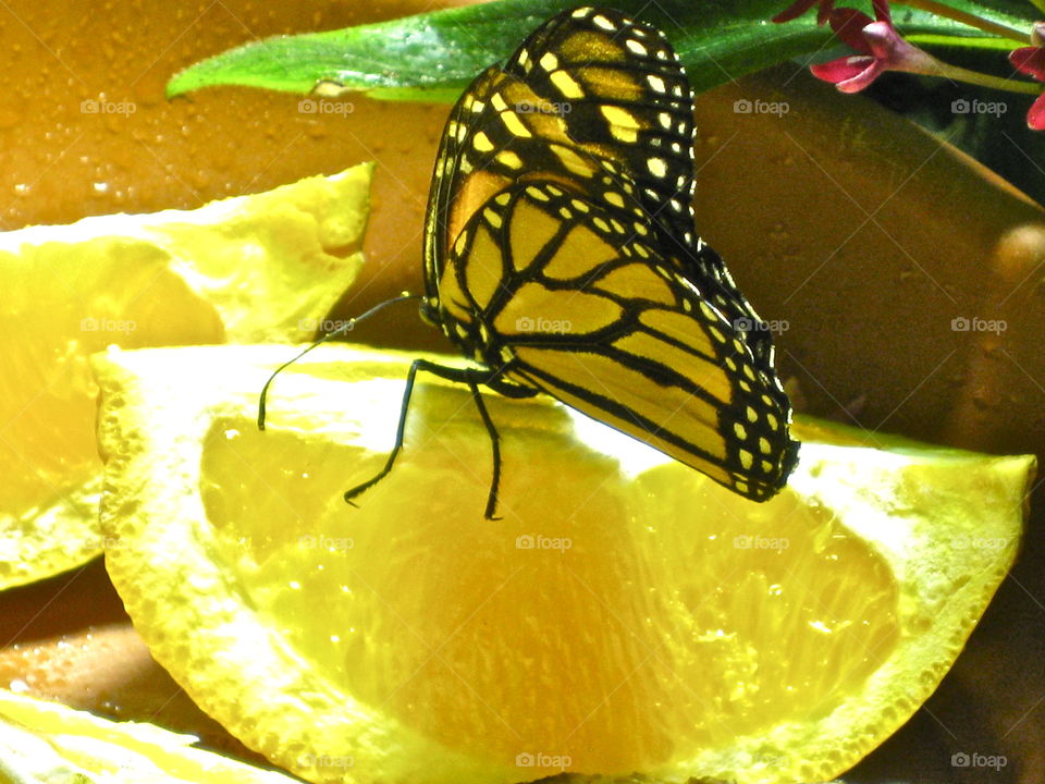 Mellow Yellow Monarch. Museum of Natural History