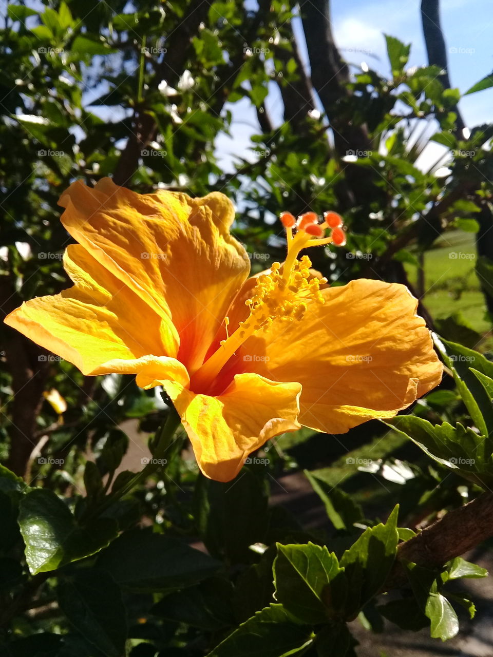 #Flowers -
A imagem do #hibisco amarelo embelezando a timeline. Viva as #flores!
🌺
#flor #paisagem #natureza #photography 
#FotografiaÉnossoHobby