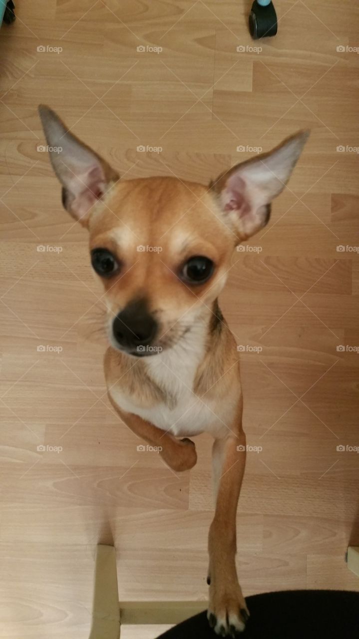 Max, Chihuahua