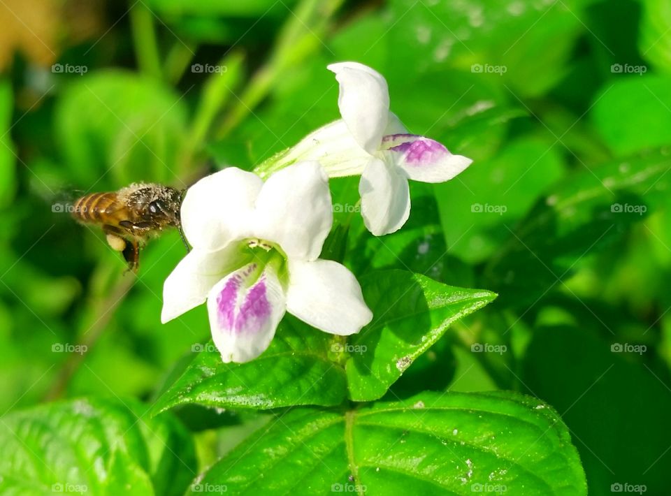 A female bee flying to asystasia flower for collect nectars.