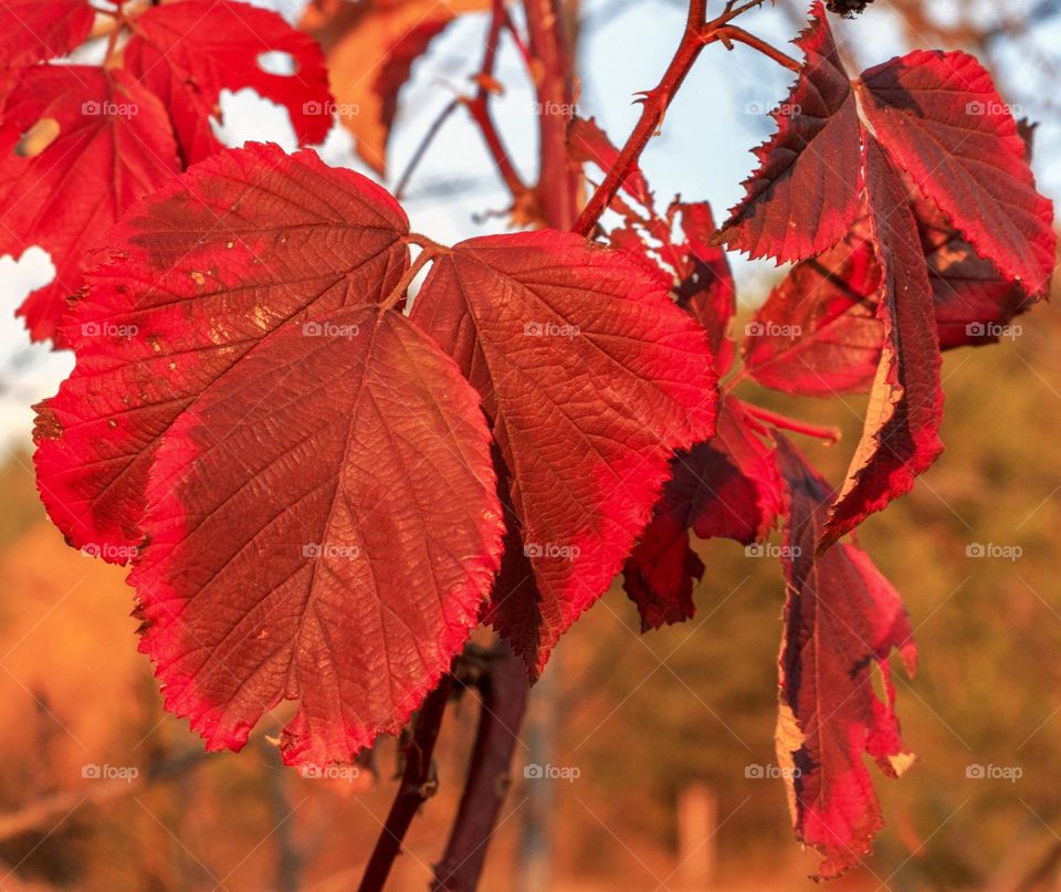 Beautiful red leaves on the tree