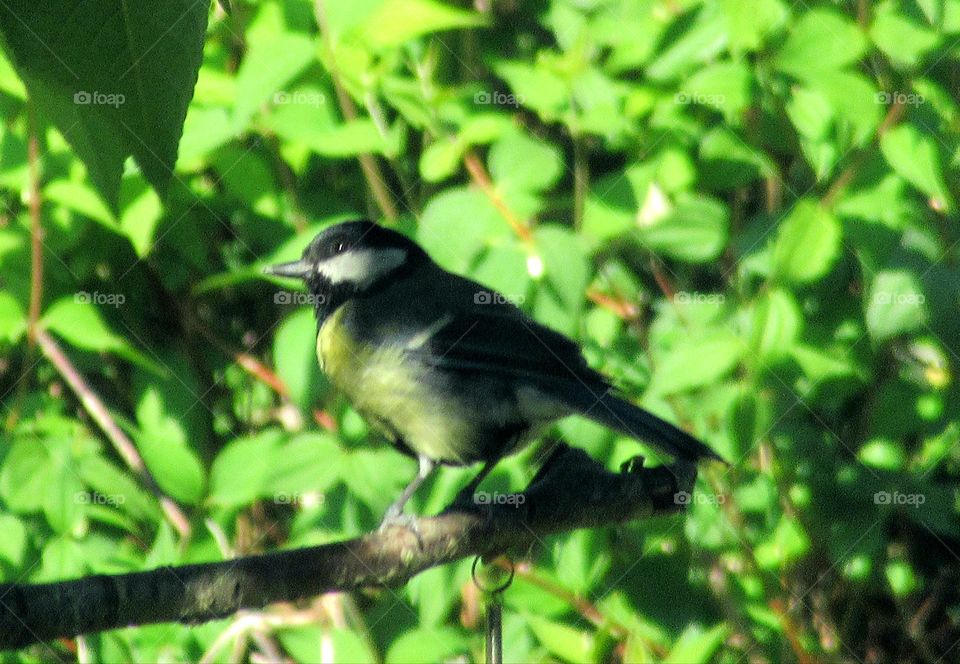 Great tit on a branch of a tree