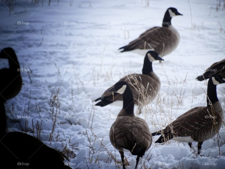 Winter Geese