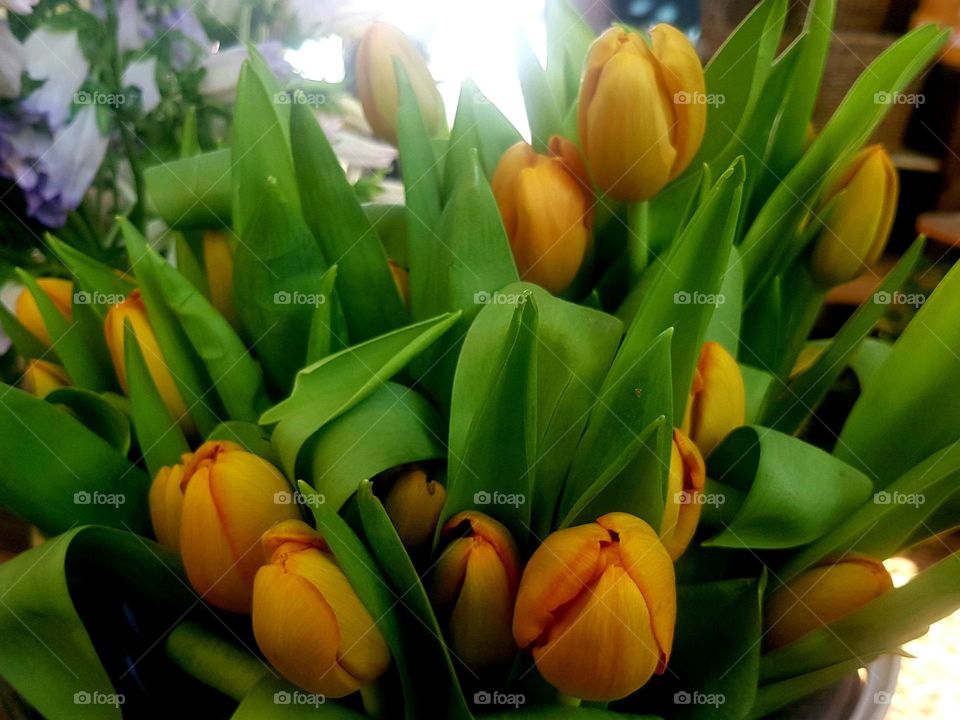 Tulips