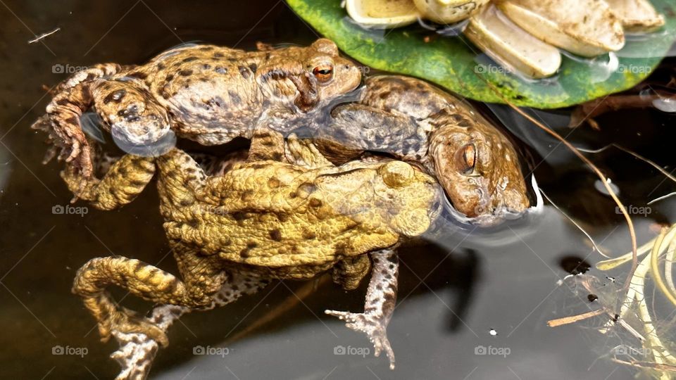 A close up of mating frogs