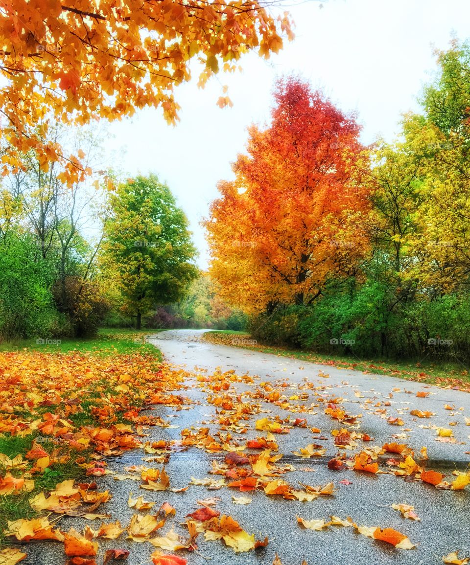 Autumn trees near empty road