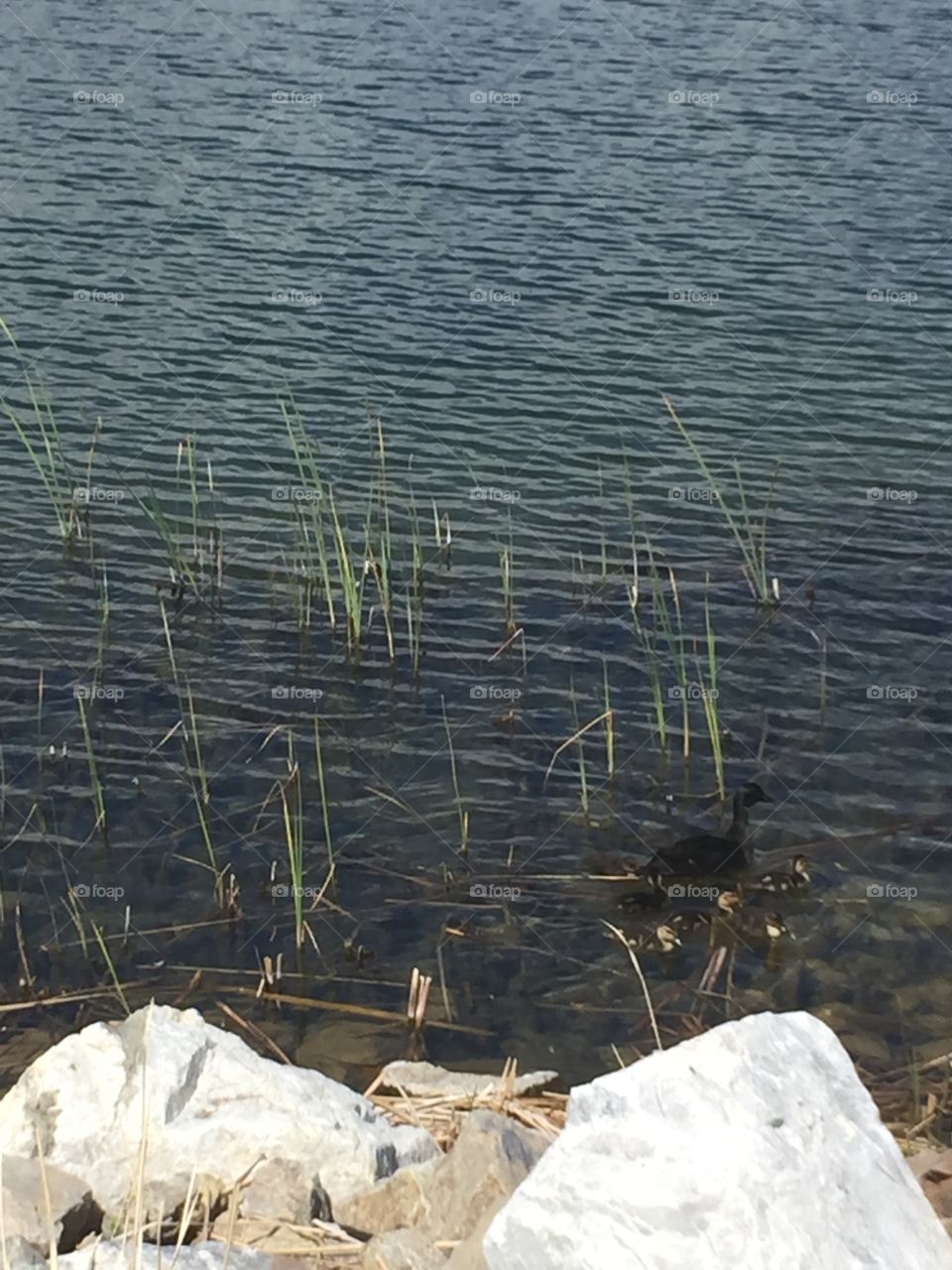 Baby Ducks and Mommy Ducks in Oquirrh Lake, in South Jordan-Daybreak, Utah. Copyright © CM Photography May 2019. 