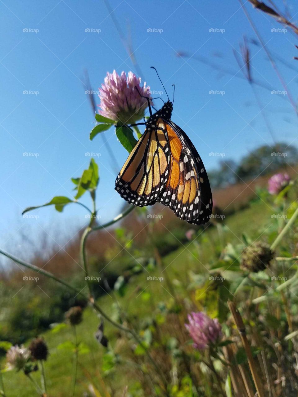 Butterfly, Nature, Insect, Flower, Outdoors