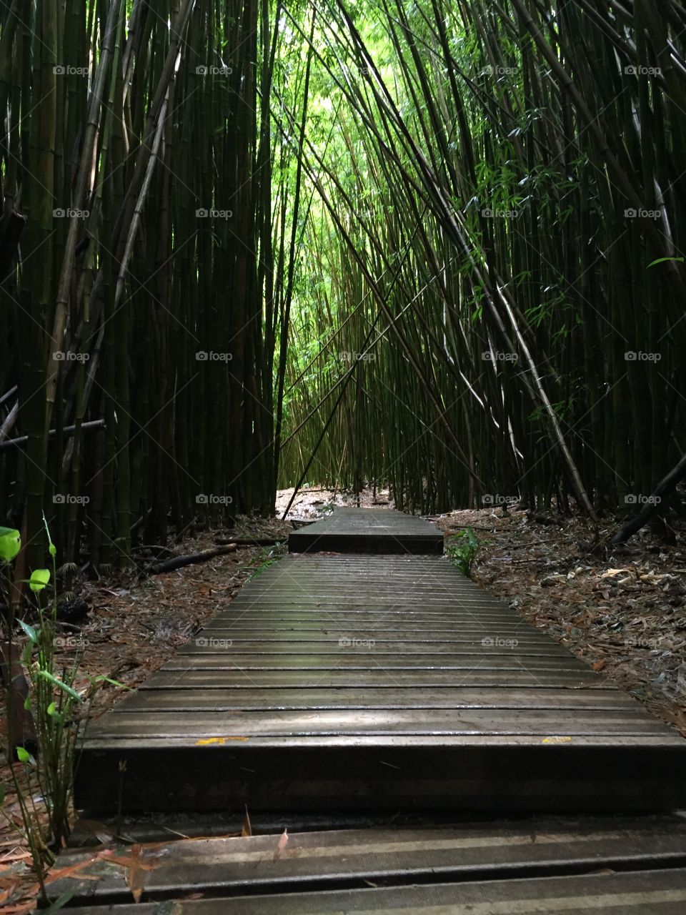 Bamboo forest