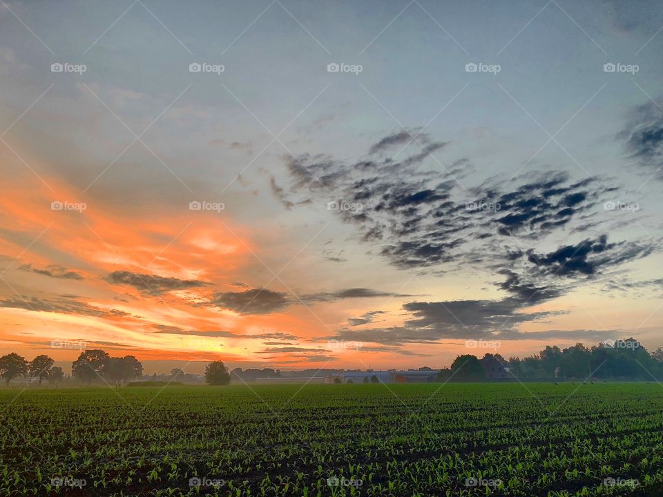 Fluffy sunrise over a rural  Crop field landscape 