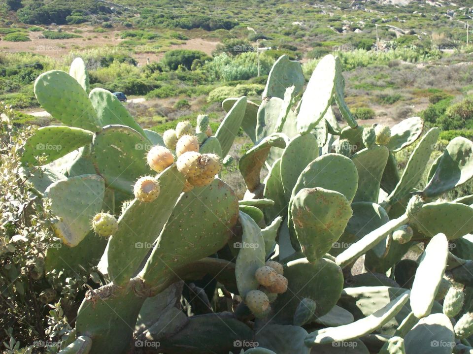 cactus