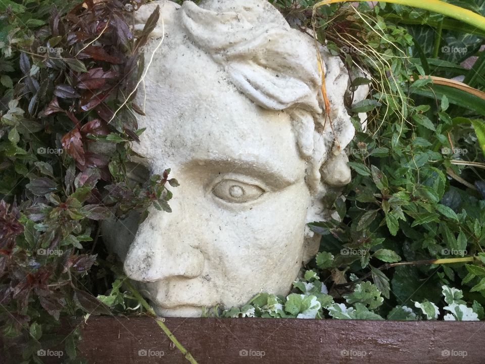 Head in the garden