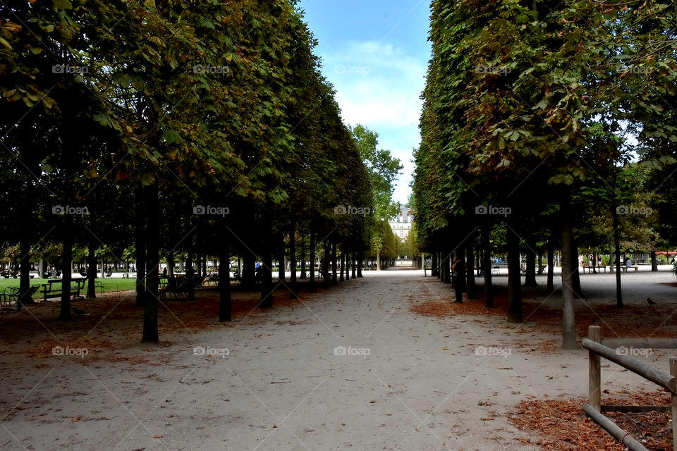 A row of trees walking in France 